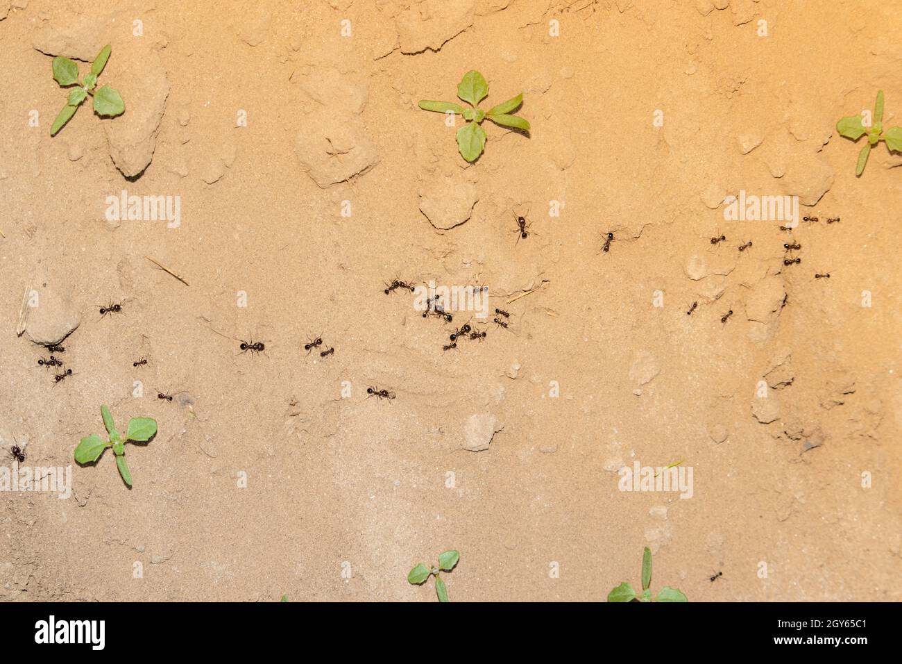 Close-up of a group of ants walking in a line on a path made of ants with creative summer light effect blur background of field . concept to ant habit Stock Photo