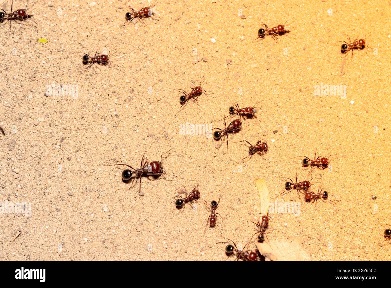 Close-up of a group of ants working on the ground with creative summer light effect blur background of field . concept to ant habit, ant nature, ants Stock Photo
