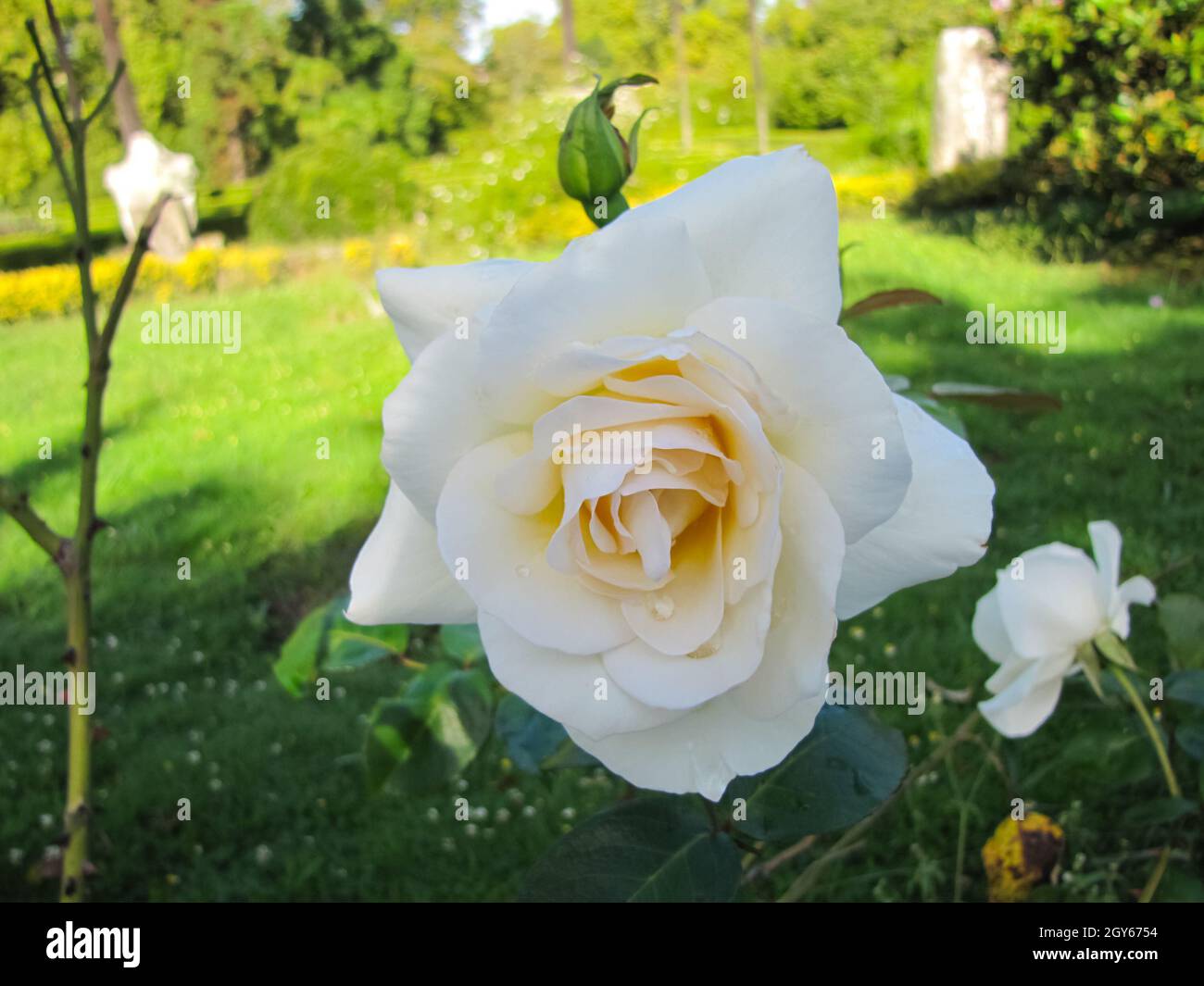Roses on a flowerbed in the park. Flowering roses Stock Photo - Alamy