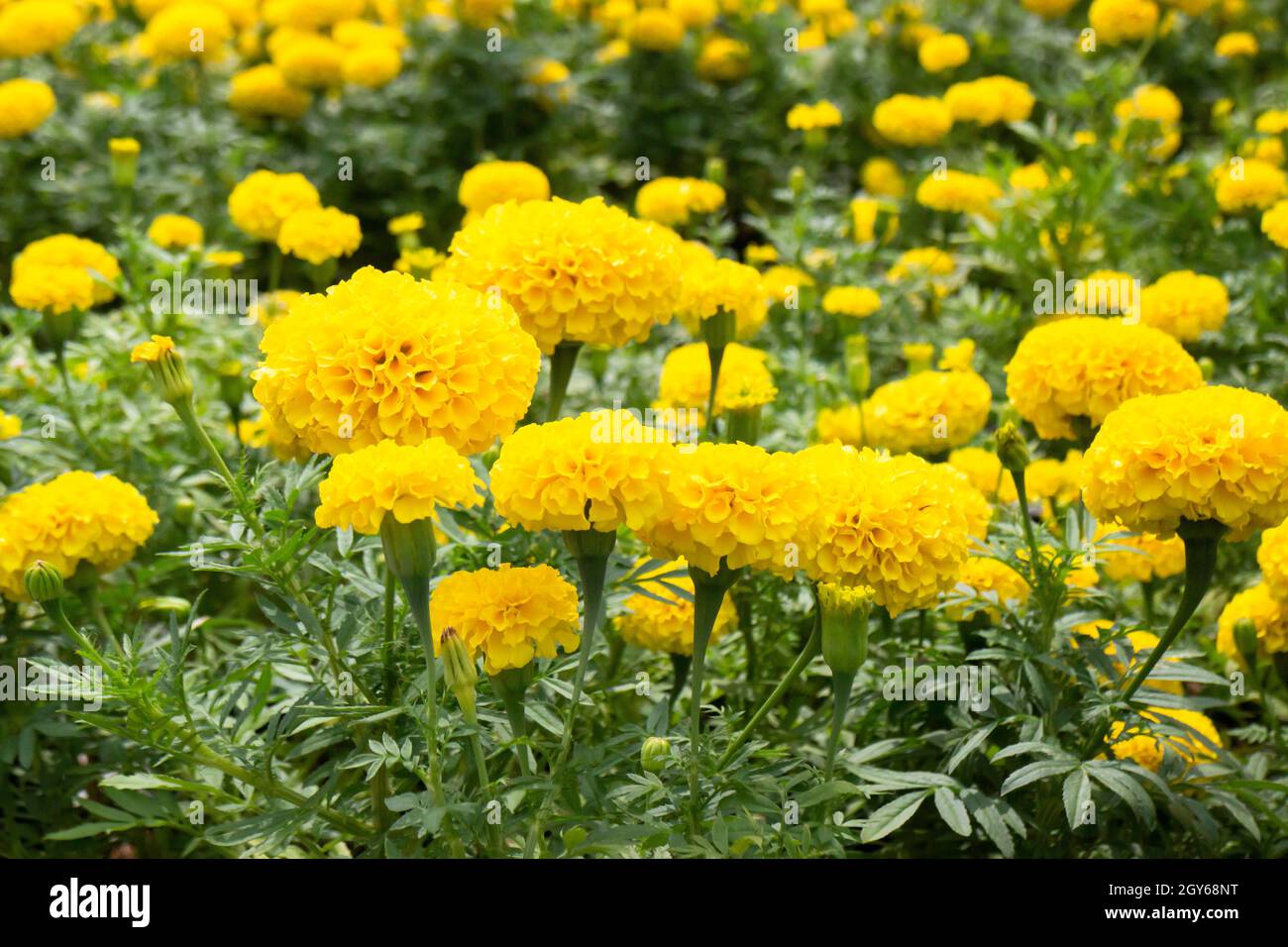 Spring Bright Tree Bright spring leaves on the tree, stock photo Stock Photo - Alamy