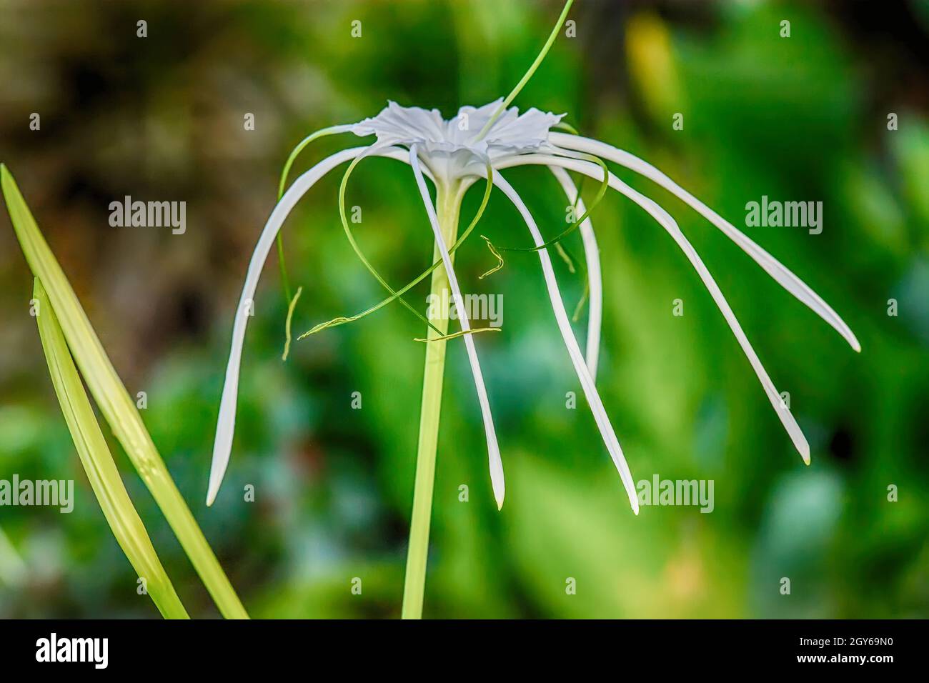 Crinum asiaticum or giant crinum lily on a nature background. Stock Photo