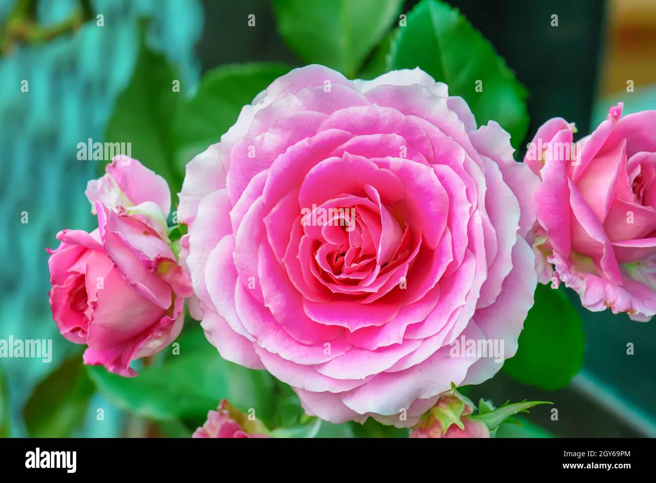Rose in many colors and beautiful on a nature background. It is the ...