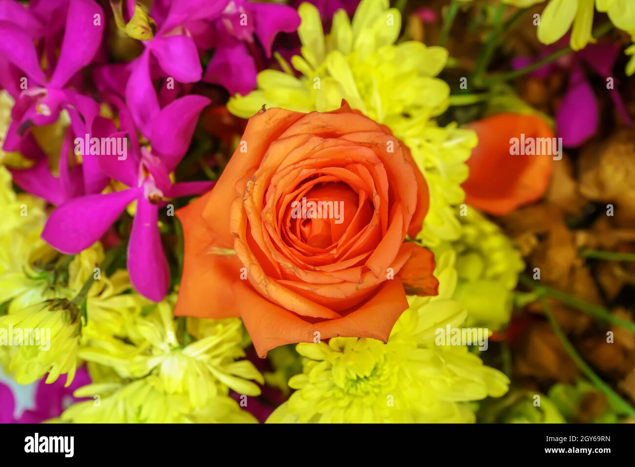 The rose is the flower represents love. Its on a flower background