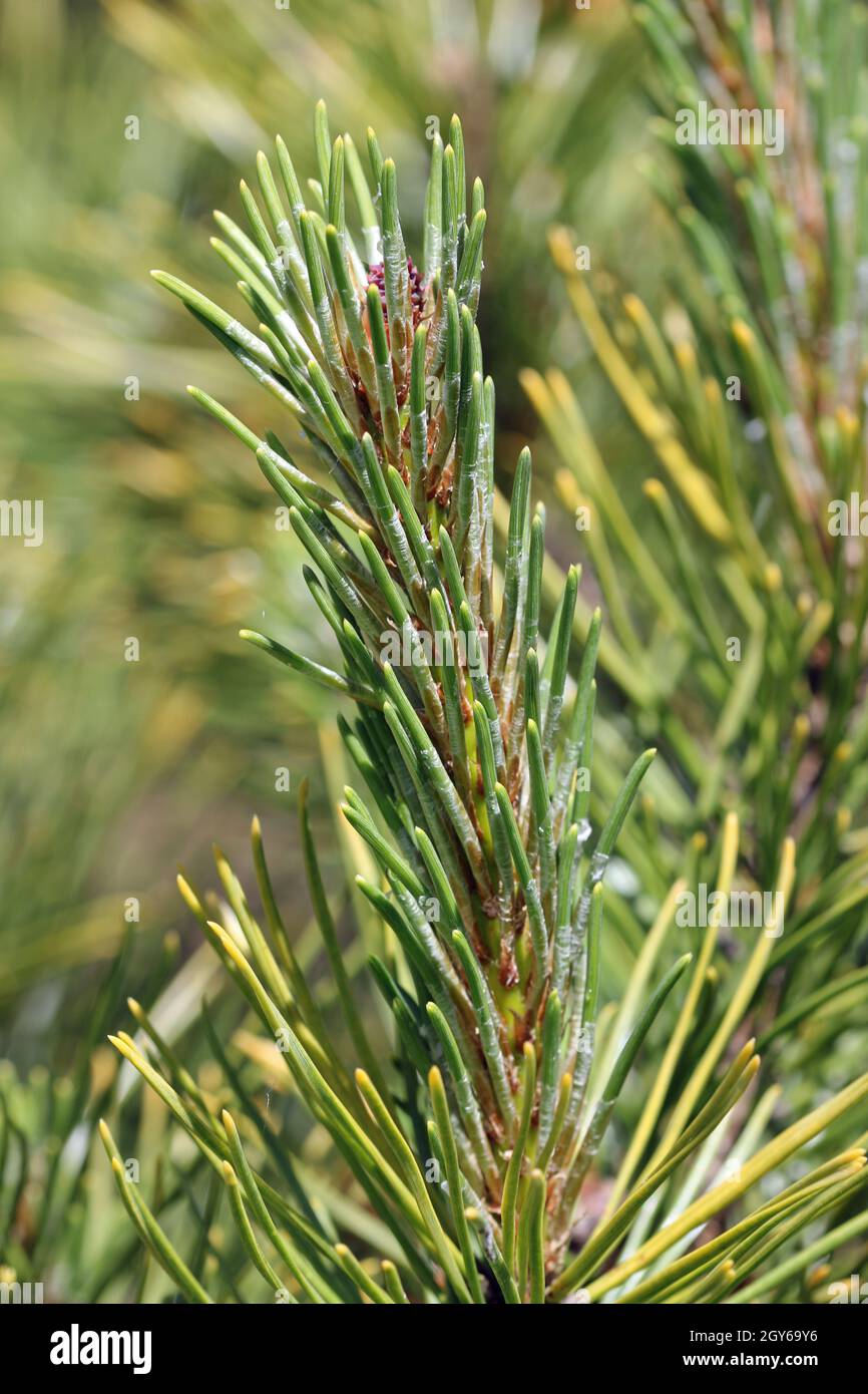 Dwarf mountain pine, Pinus mugo, variety Carstens Wintergold with new shoots in spring and a background of blurred leaves. Stock Photo
