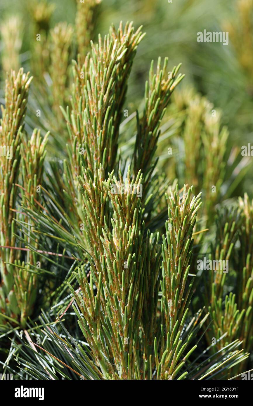 Dwarf mountain pine, Pinus mugo, variety Carstens Wintergold with new shoots in spring and a background of blurred leaves. Stock Photo