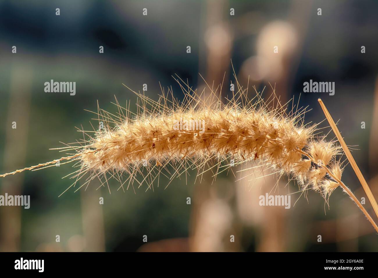 Pennisetum pedicellatum is a grass one type. The grass species are important food sources for livestock. Stock Photo