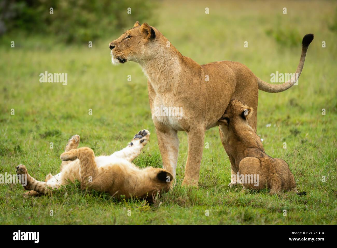 Lioness stands by playful cubs in grass Stock Photo