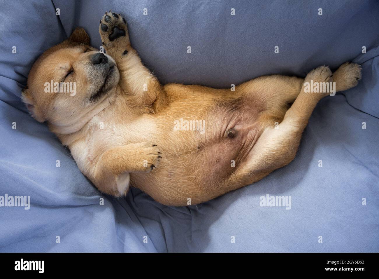 Newborn puppy sleeping on a blue blanket Stock Photo - Alamy