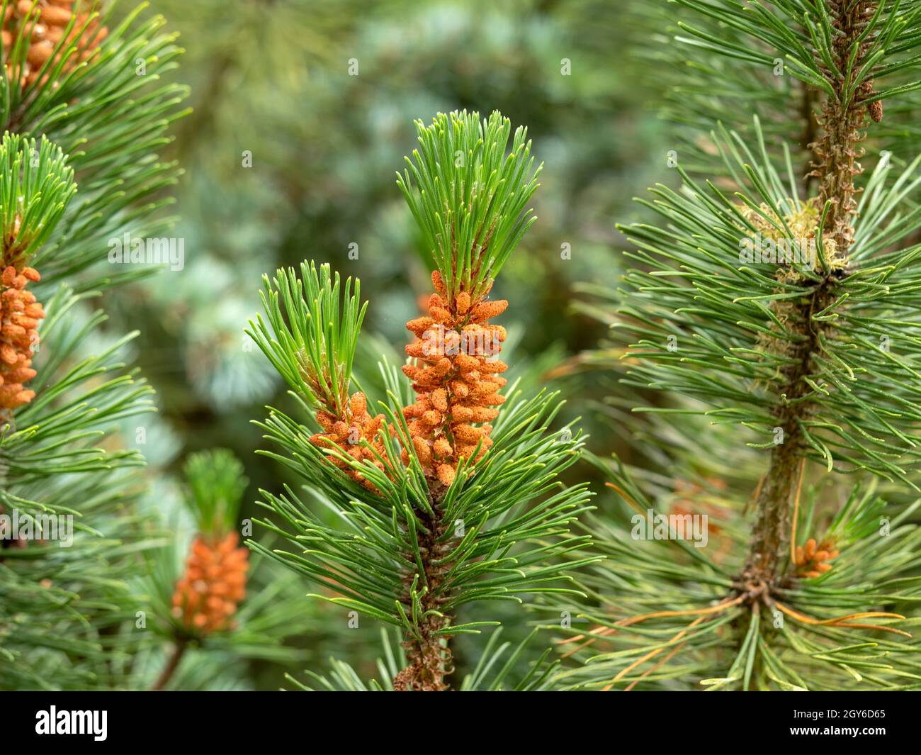 Flowers and new green needles on a branch of a Mugo pine tree, Pinus mugo Stock Photo
