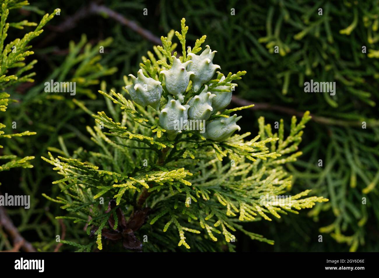 Platycladus orientalis, Immature seed cones of an Oriental thuja Stock Photo