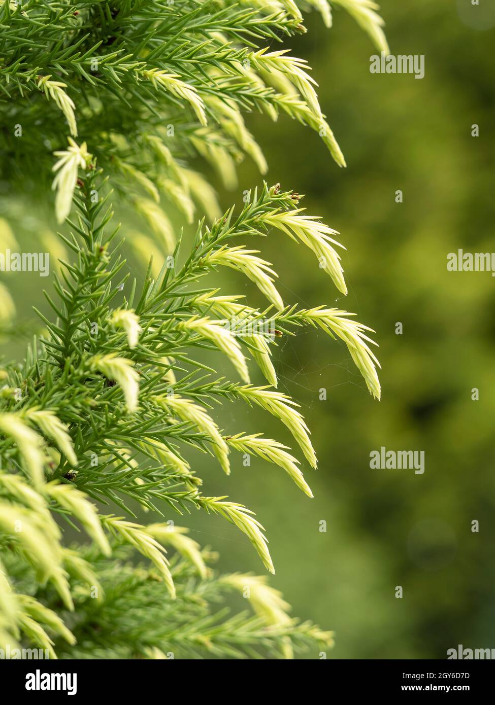 Fresh new green growth on the branches of a Japanese cedar tree, Cryptomeria japonica Stock Photo