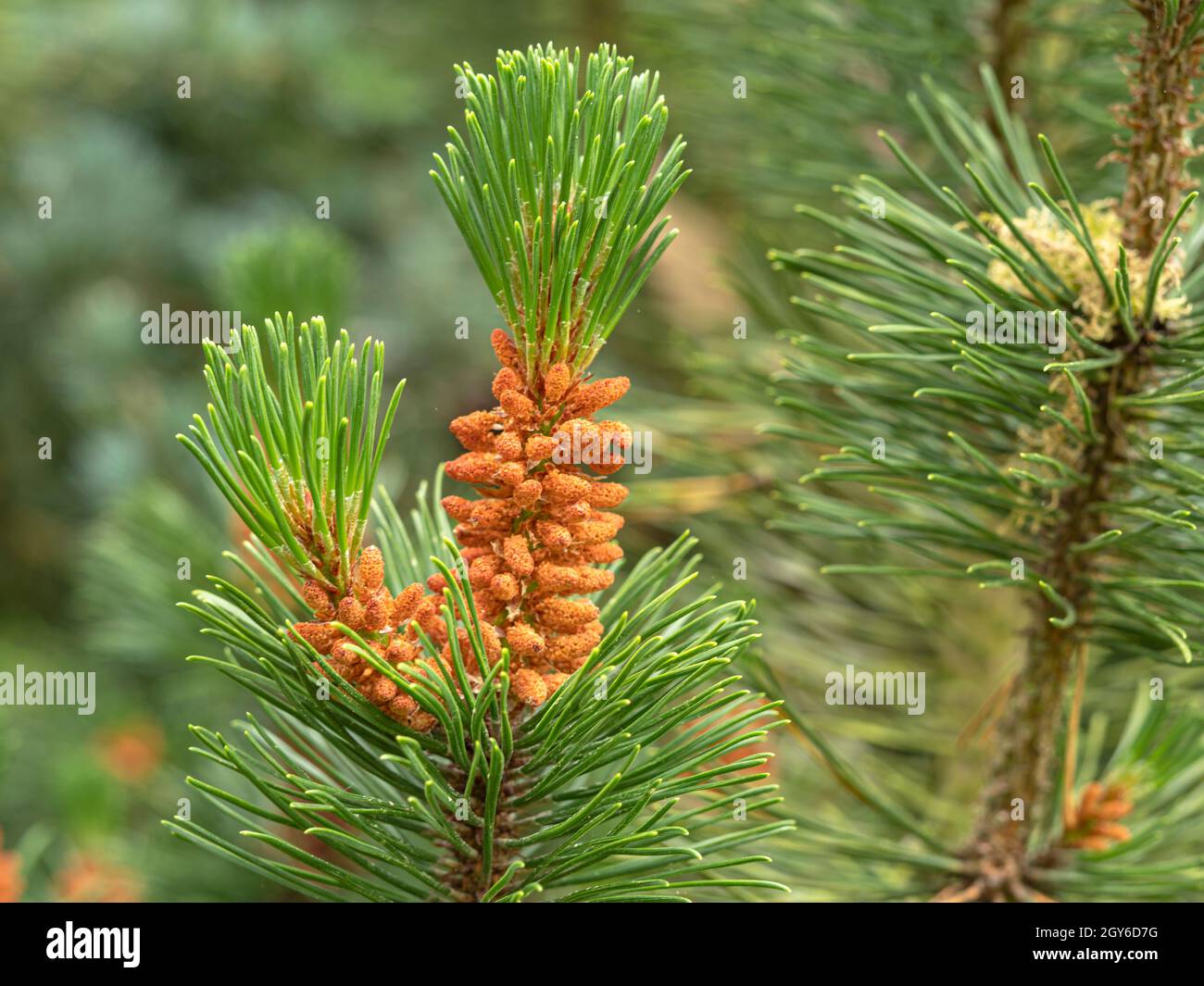 Flowers and new green needles on a branch of a Mugo pine tree, Pinus mugo Stock Photo