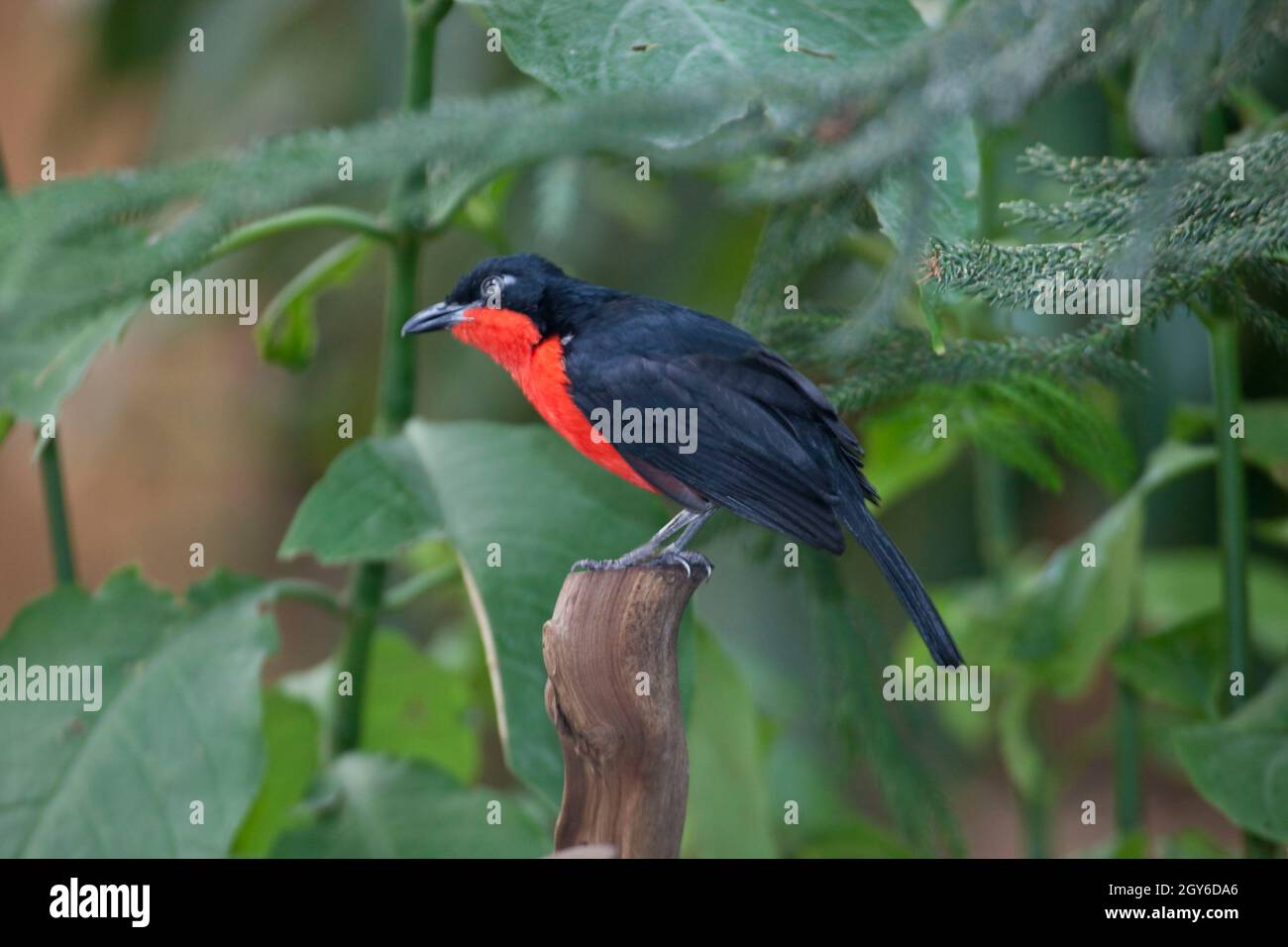 A Black-headed Gonolek, Laniarius erythrogaster, perched on branch Stock Photo