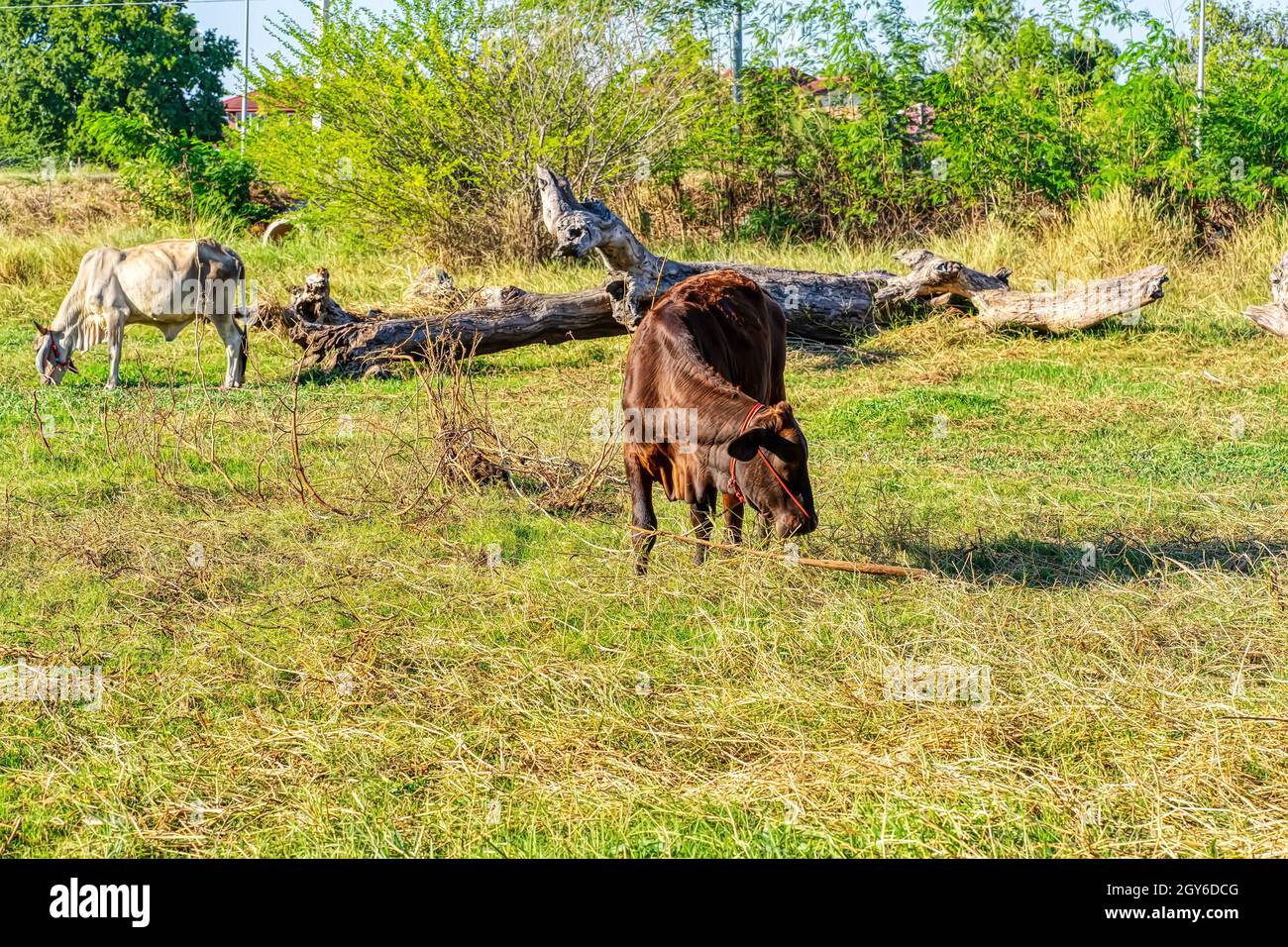 The cow standing on the meadow on a nature background Stock Photo - Alamy