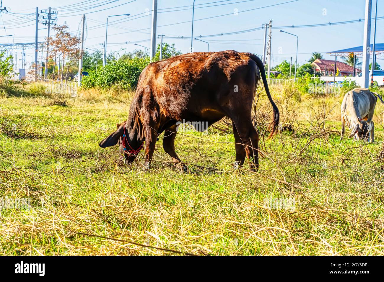 The cow standing on the meadow on a nature background Stock Photo - Alamy