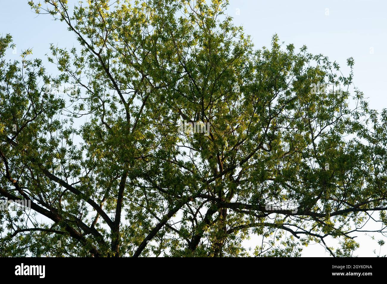spring forest: tree branches against the blue sky Stock Photo - Alamy