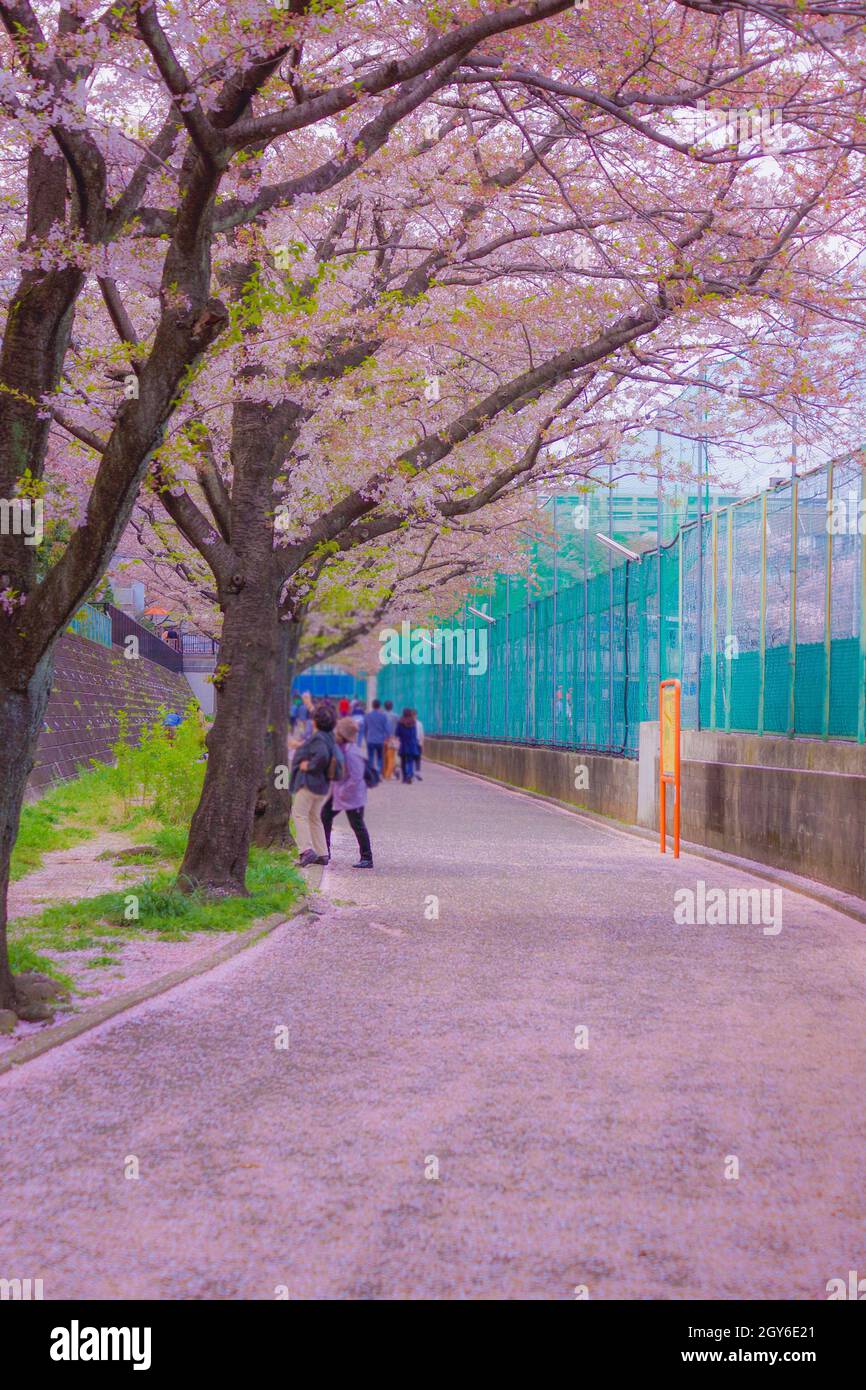 Spring landscape of Tama Plaza. Shooting Location: Yokohama-city kanagawa prefecture Stock Photo