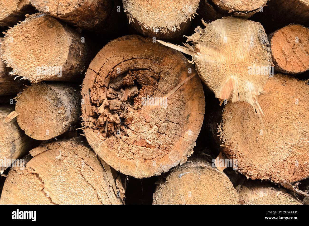 Felled trees at a lumberyard or logging site, front view cross-section of growth rings, log pile or trunks, deforestation in Germany Stock Photo