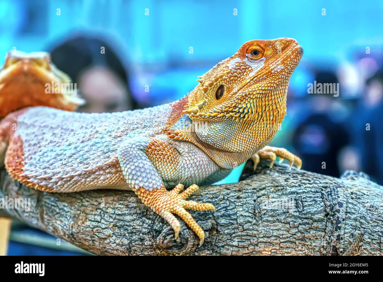 Dragon lizard cheap pet
