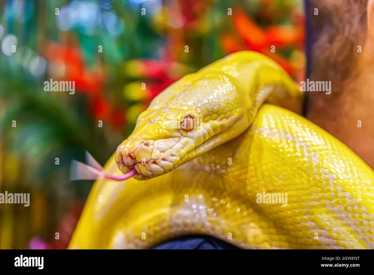 Albino burmese python wrapped around a man. Its a popular pet in ...