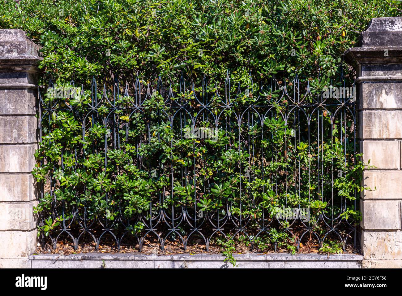 Thick green hedge behind a railing. Ideal for backgrounds Stock Photo ...