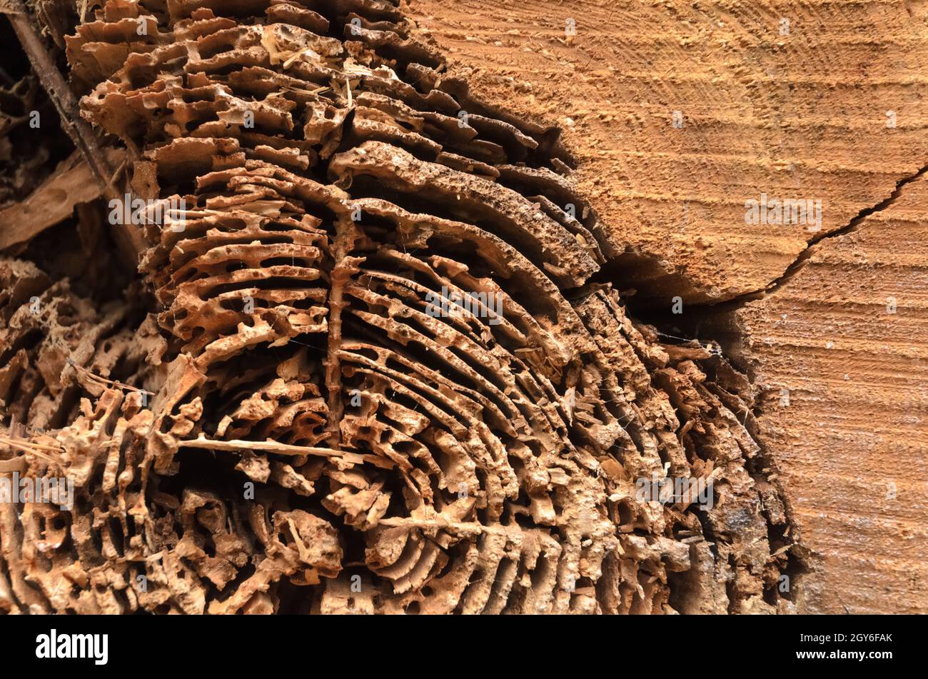Close-up view and cross-section of growth rings of a felled tree with damaged area, wooden natural background Stock Photo