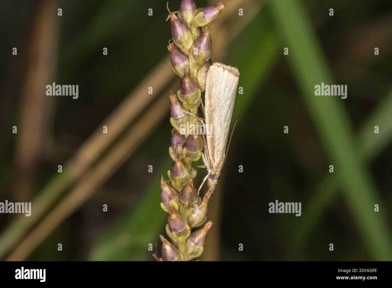 A satin grass veneer on a grassstock Stock Photo