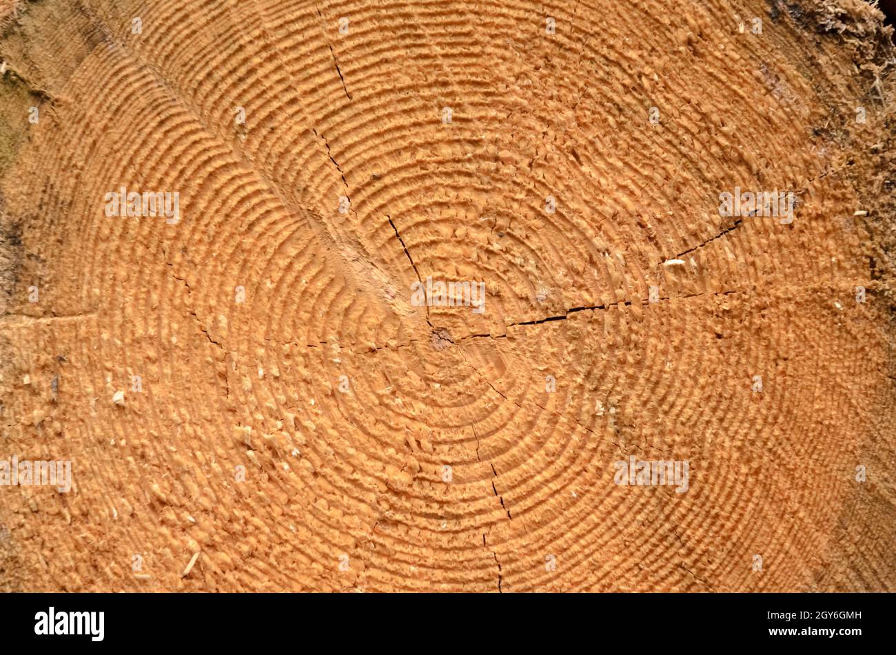 Close-up view and cross-section of growth rings of a felled tree, wooden natural background Stock Photo