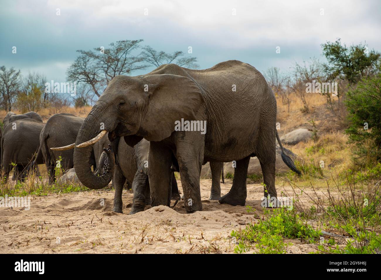 Elephant drinking water in the African bush. Stock Photo
