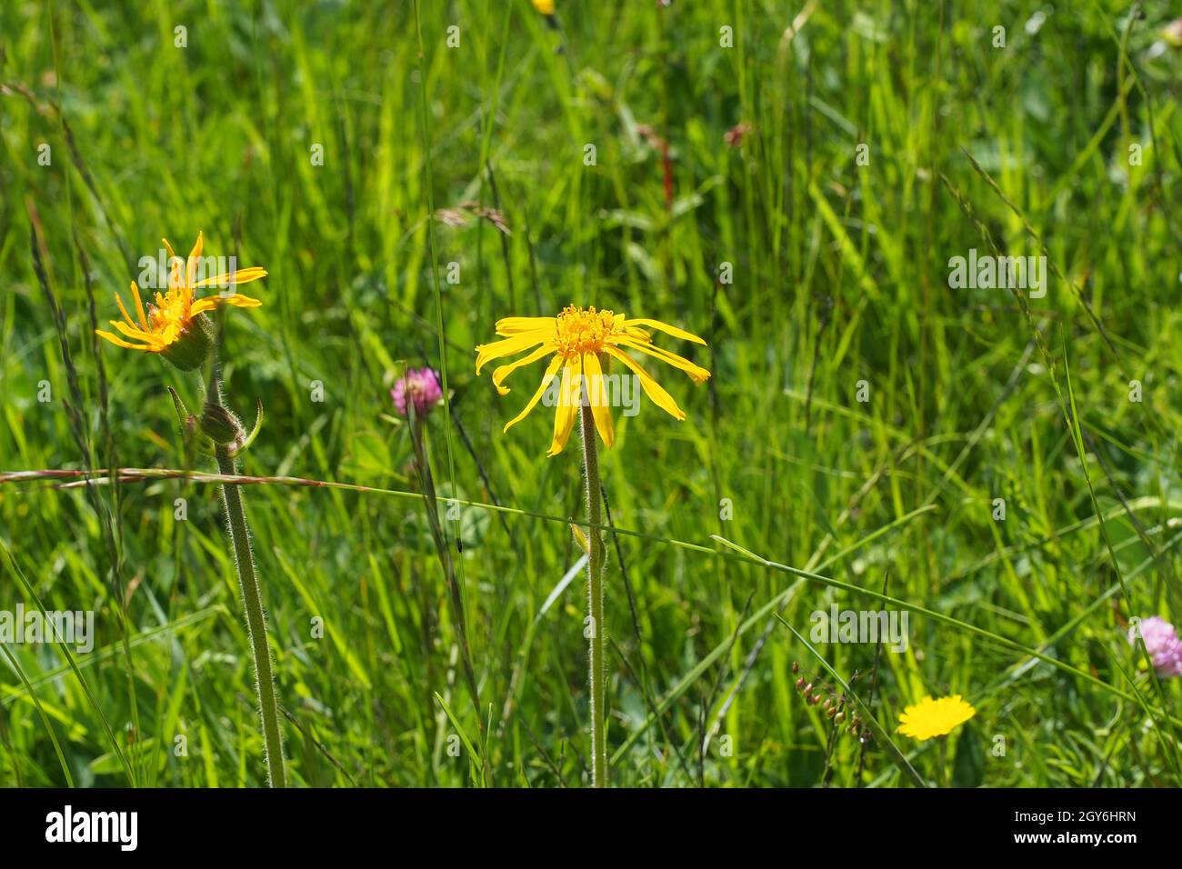 Wolf's bane, leopard's bane, mountain tobacco and mountain arnica, Arnica montana. Medicinal plant. Seiser Alm, Dolomites, South Tyrol. Stock Photo