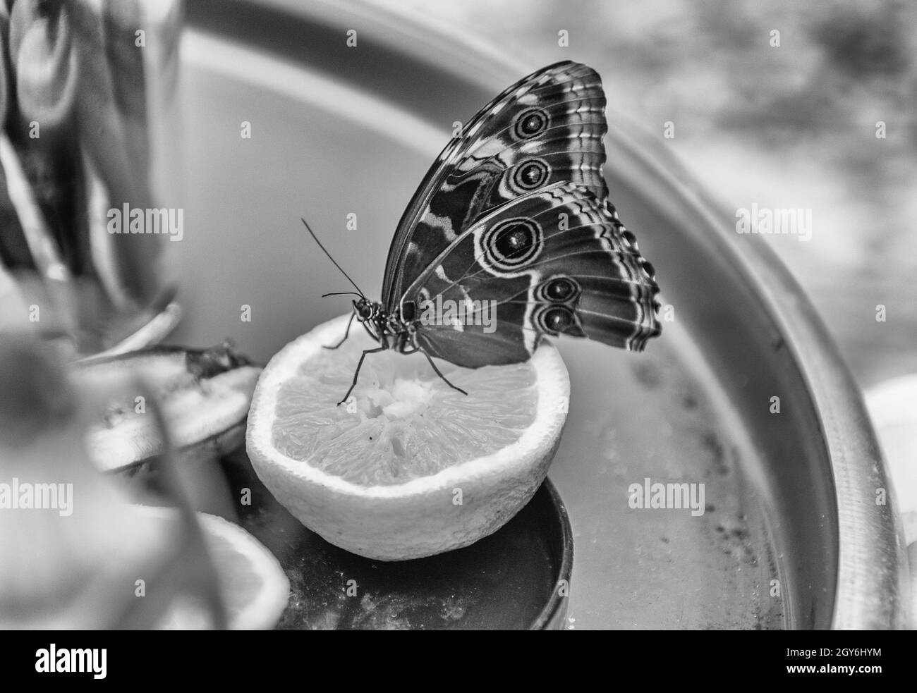 Morpho peleides, aka Peleides blue morpho or common morpho is a tropical butterfly. Here showing underside of its wings, while eating from an orange Stock Photo