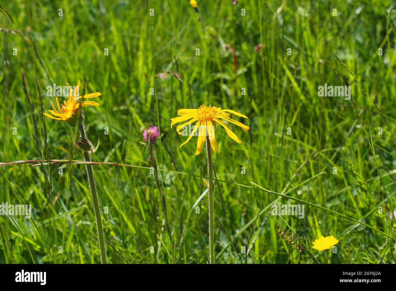 Wolf's bane, leopard's bane, mountain tobacco and mountain arnica, Arnica montana. Medicinal plant. Seiser Alm, Dolomites, South Tyrol. Stock Photo
