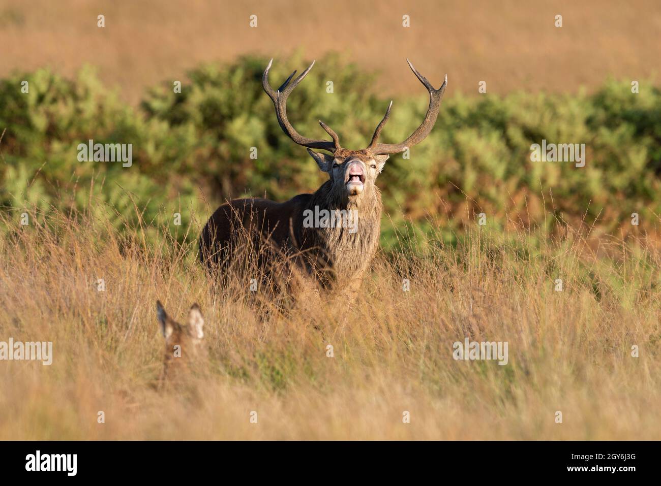 Rutting bellowing Red Deer Stag (Cervus Elephus) on a northern English moor in October. Stock Photo