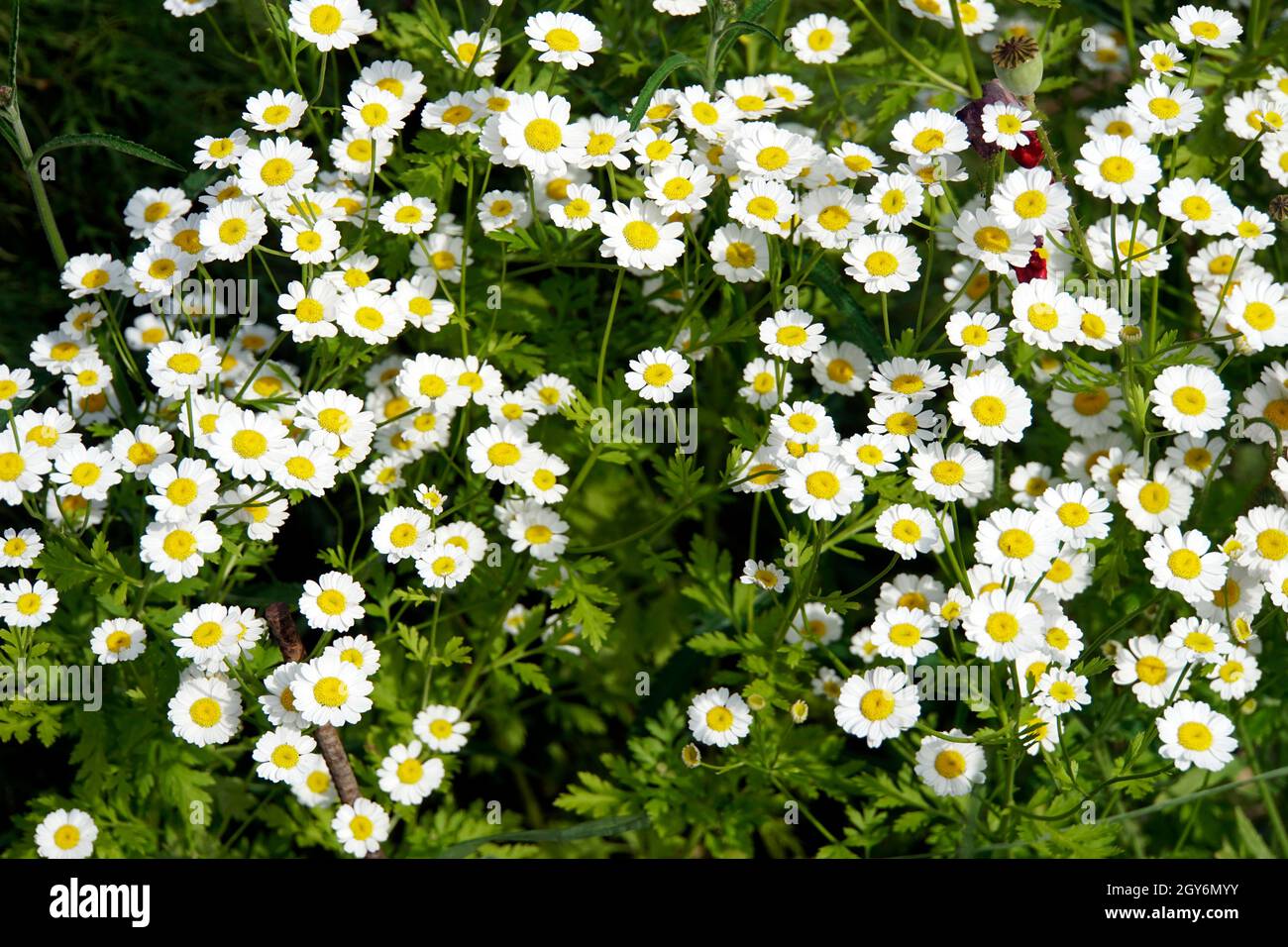 Mutterkraut (Tanacetum parthenium), Fieberkraut, Blütenkörbe in Nahaufnahme, Weilerswist, Nordrhein-Westfalen, Deutschland Stock Photo