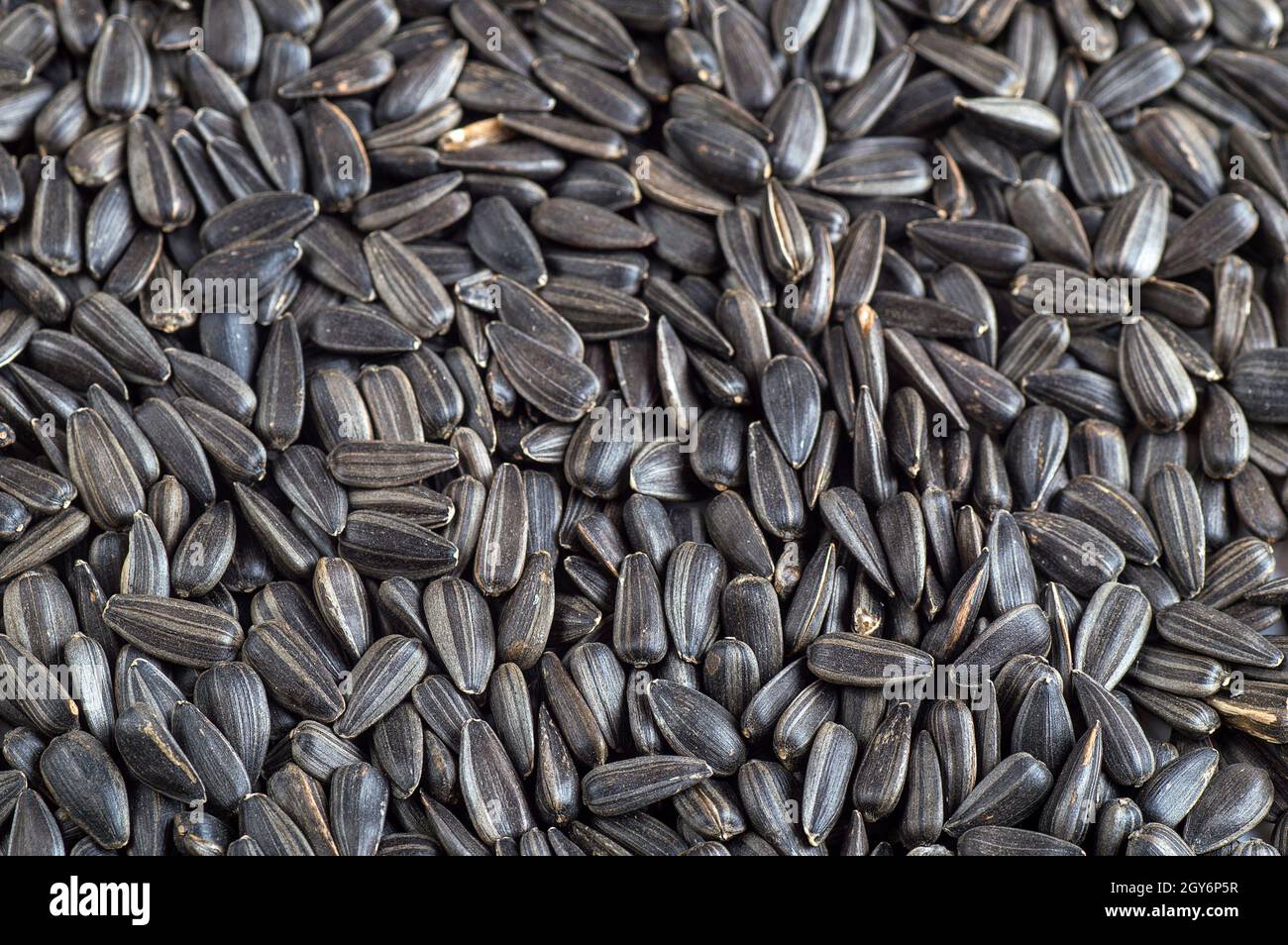 Black sunflower seeds. For texture or background Stock Photo - Alamy