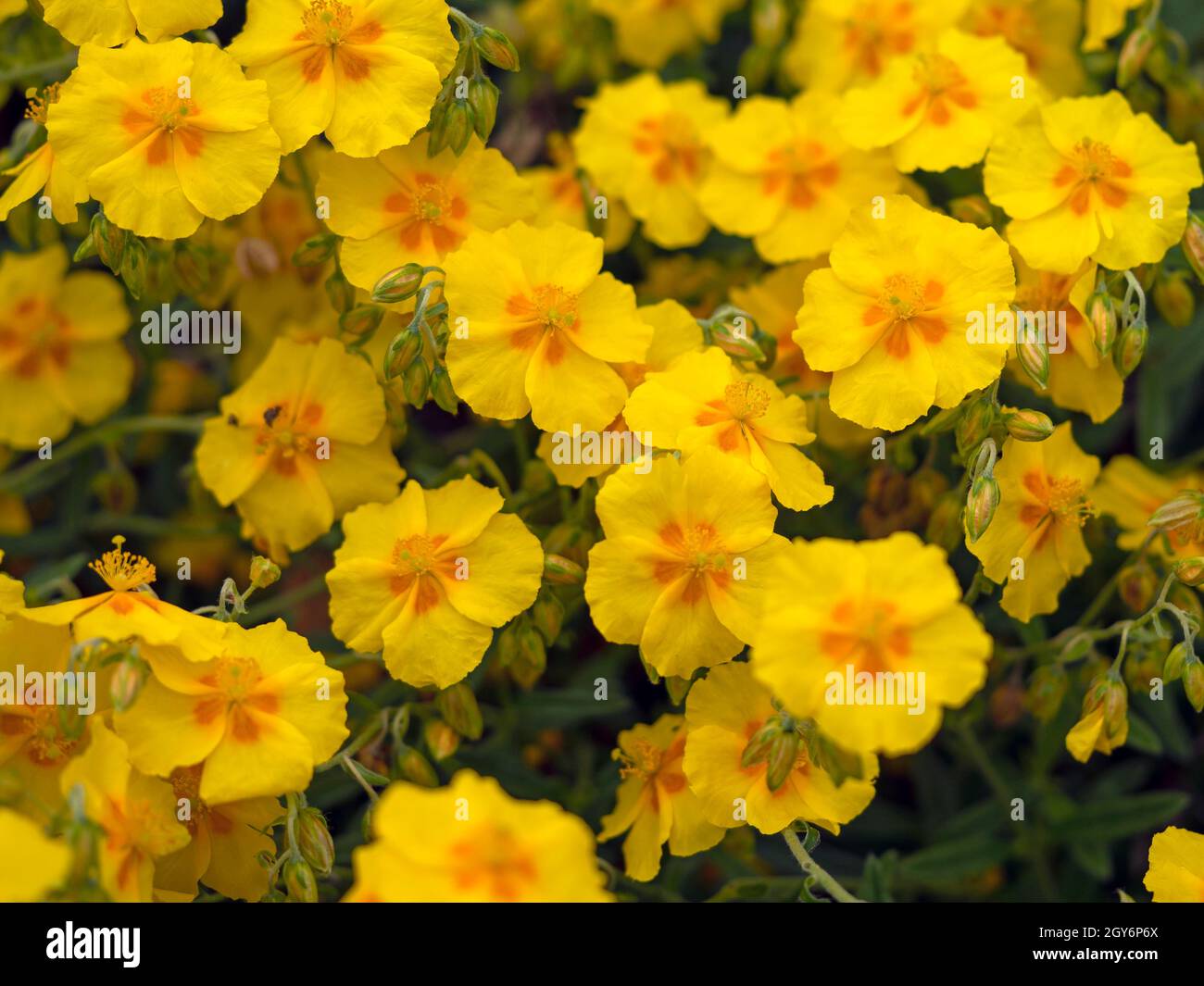 Pretty yellow flowers of a Helianthemum rock rose plant in a garden, variety Ben Fhada Stock Photo