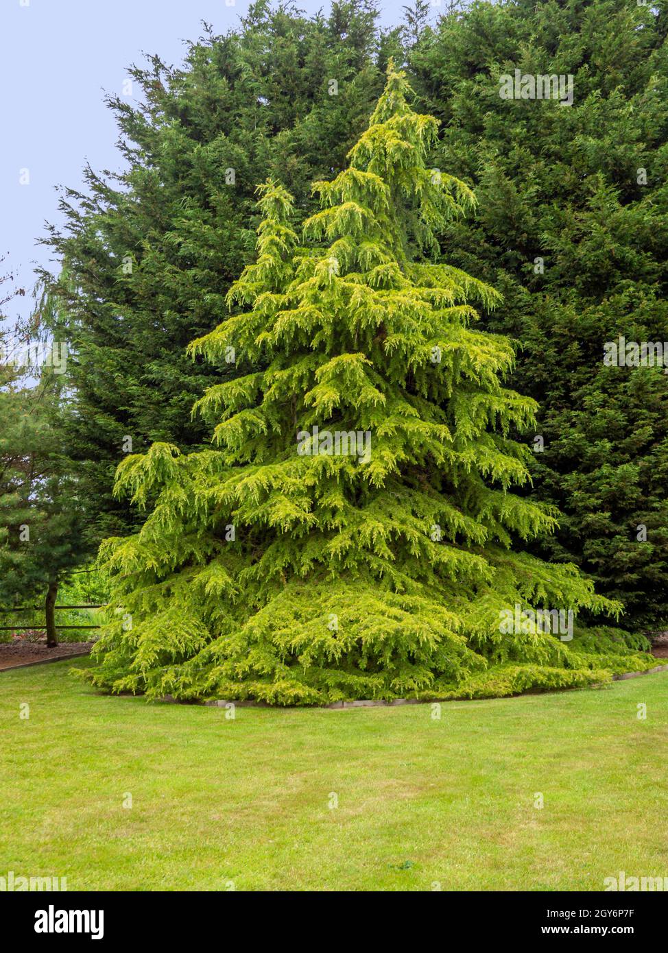 Golden Deodar cedar tree in an lawned garden, Cedrus deodara Aurea Stock Photo