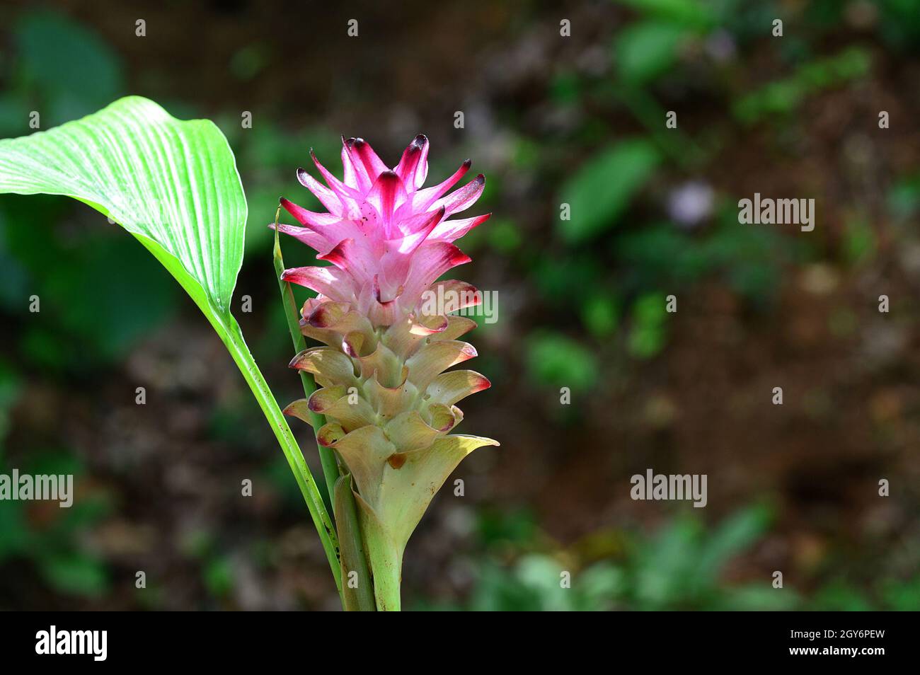 Close-up of Turmeric Flower in farm field Stock Photo