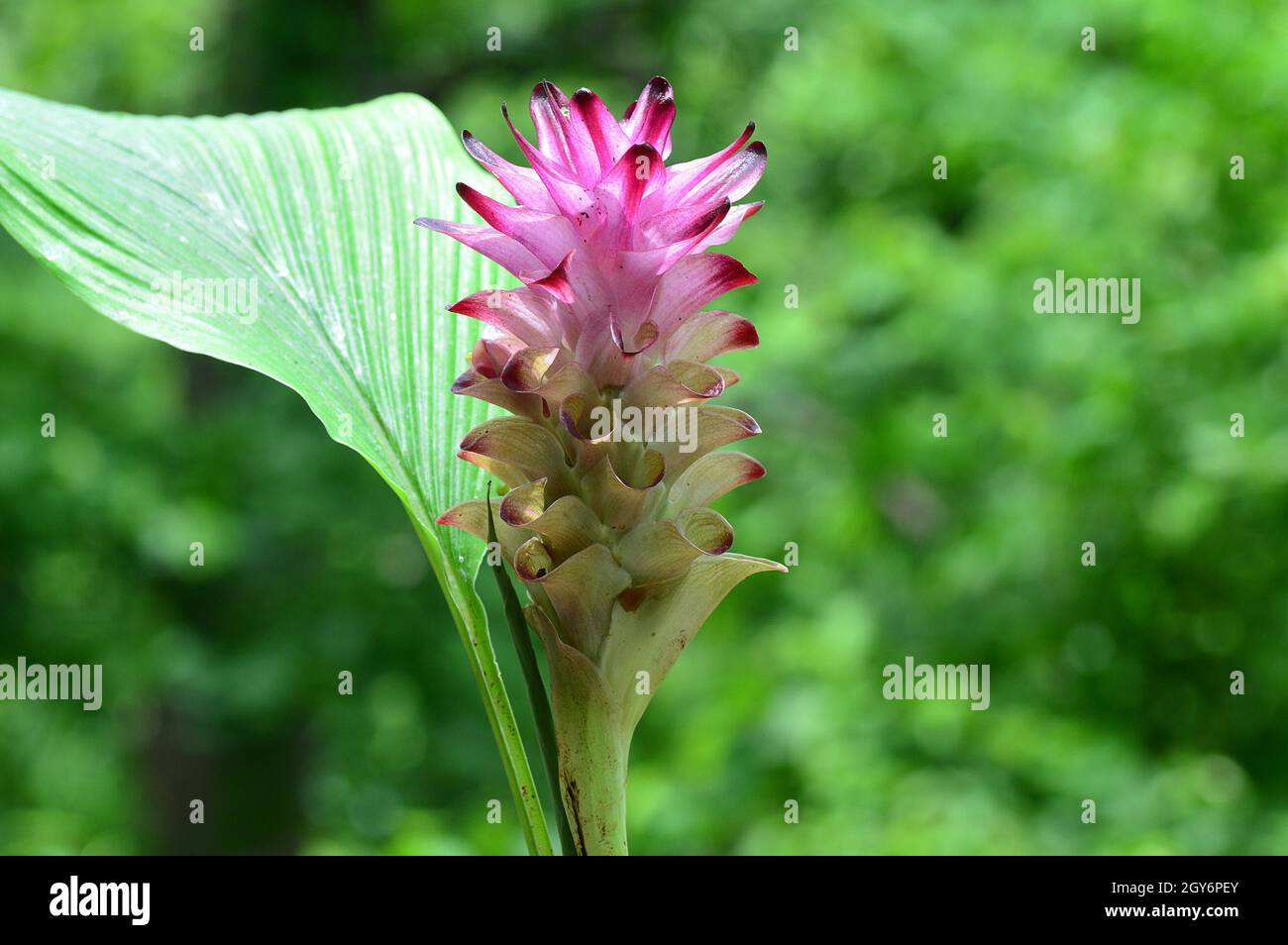 Close-up of Turmeric Flower in farm field Stock Photo