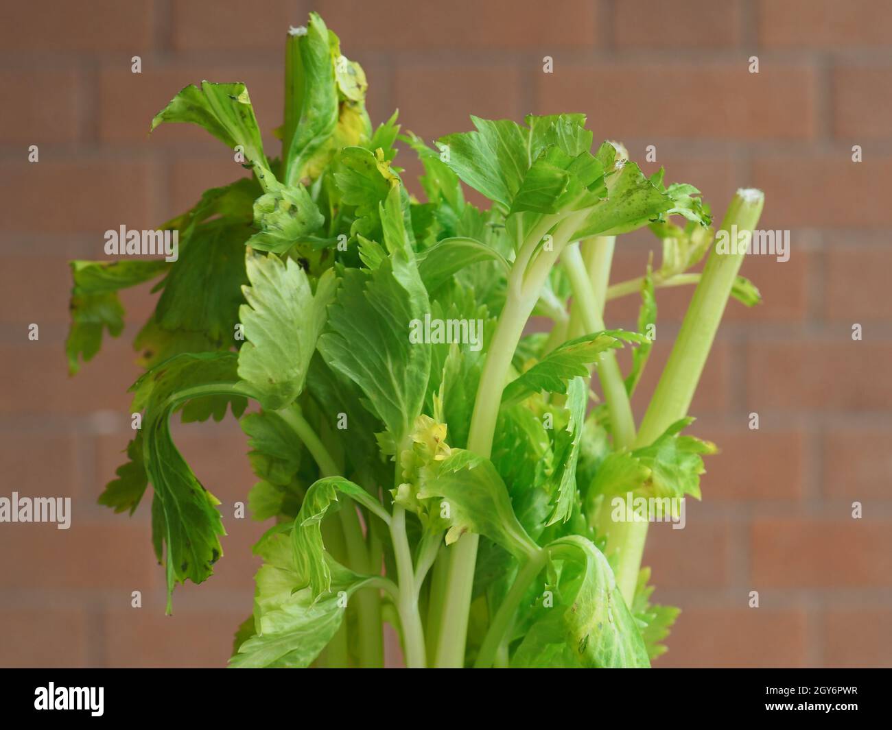celery (scientific name Apium graveolens) plant vegetarian food Stock