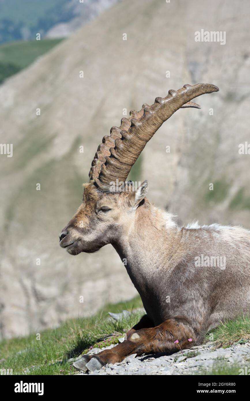 Portrait of Single Mature Male Alpine Ibex, Capra ibex, in the Mercantour National Park French Alps, Alpes-Maritimes, France Stock Photo