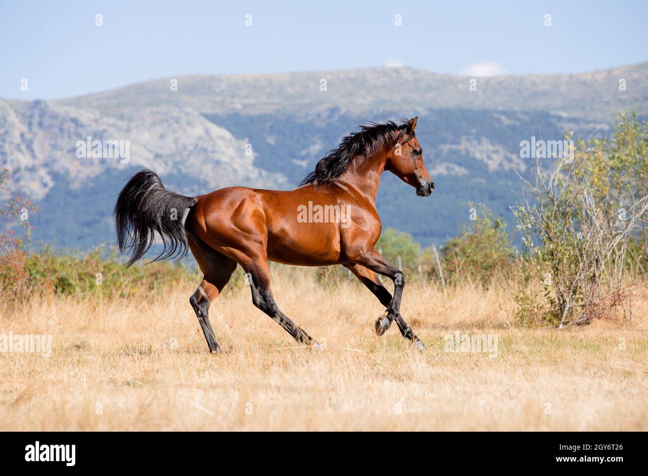Beautiful bay arabian stallion galloping free in summer Stock Photo