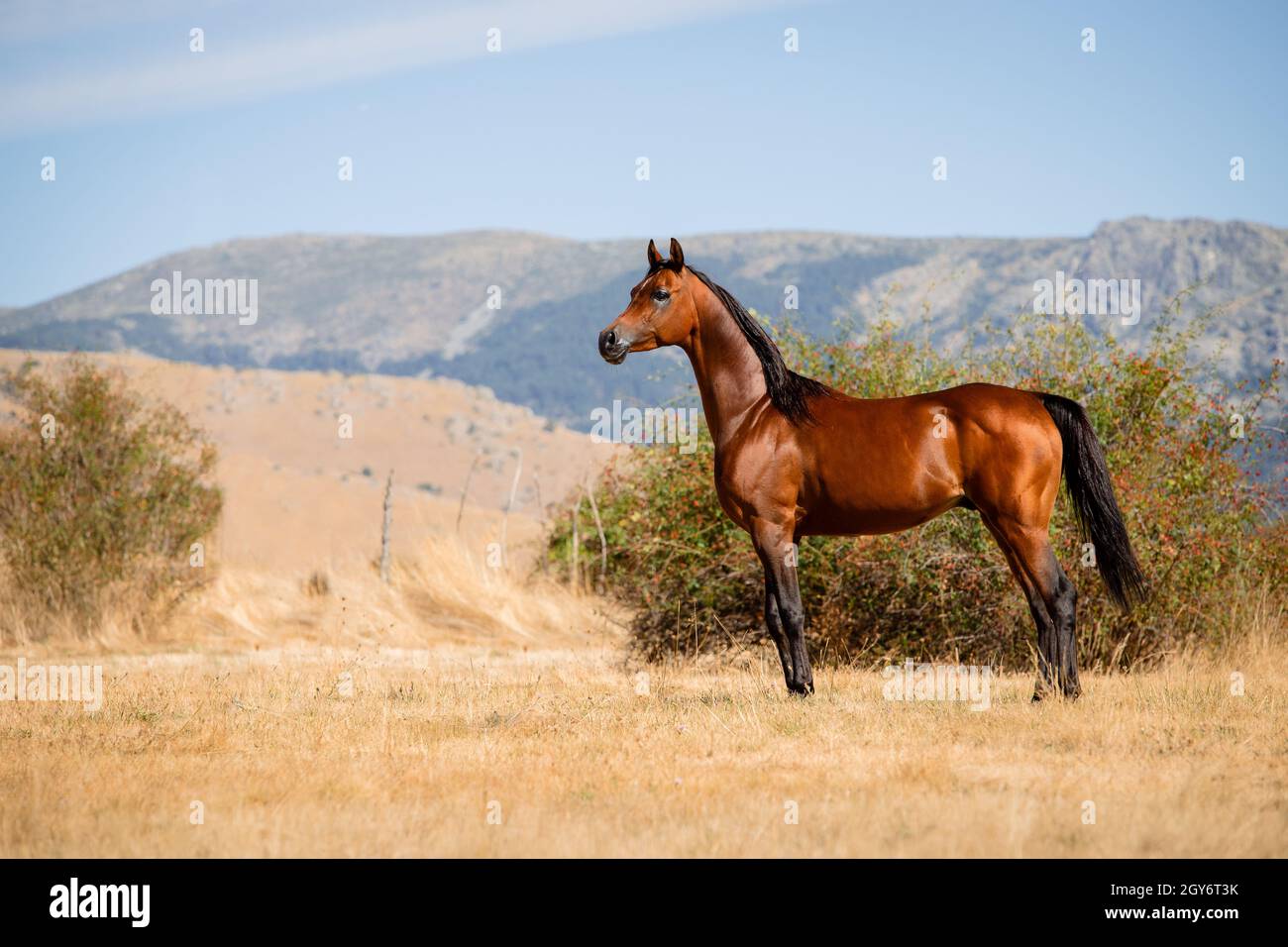 Beautiful bay arabian stallion standing free in summer Stock Photo