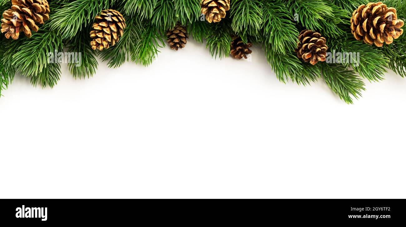 Christmas and New Year background with green spruce branches and pine ...