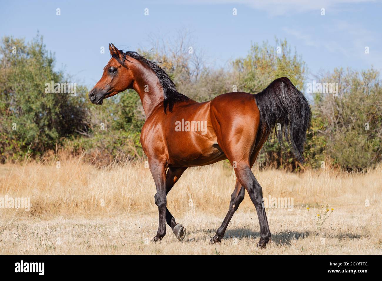 Beautiful bay arabian stallion walking free in summer Stock Photo