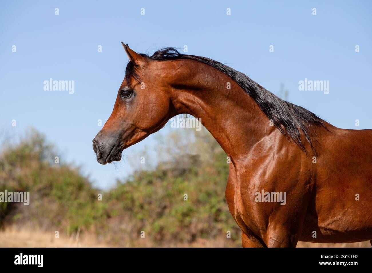 Beautiful face portrait of a bay arabian stallion in summer Stock Photo