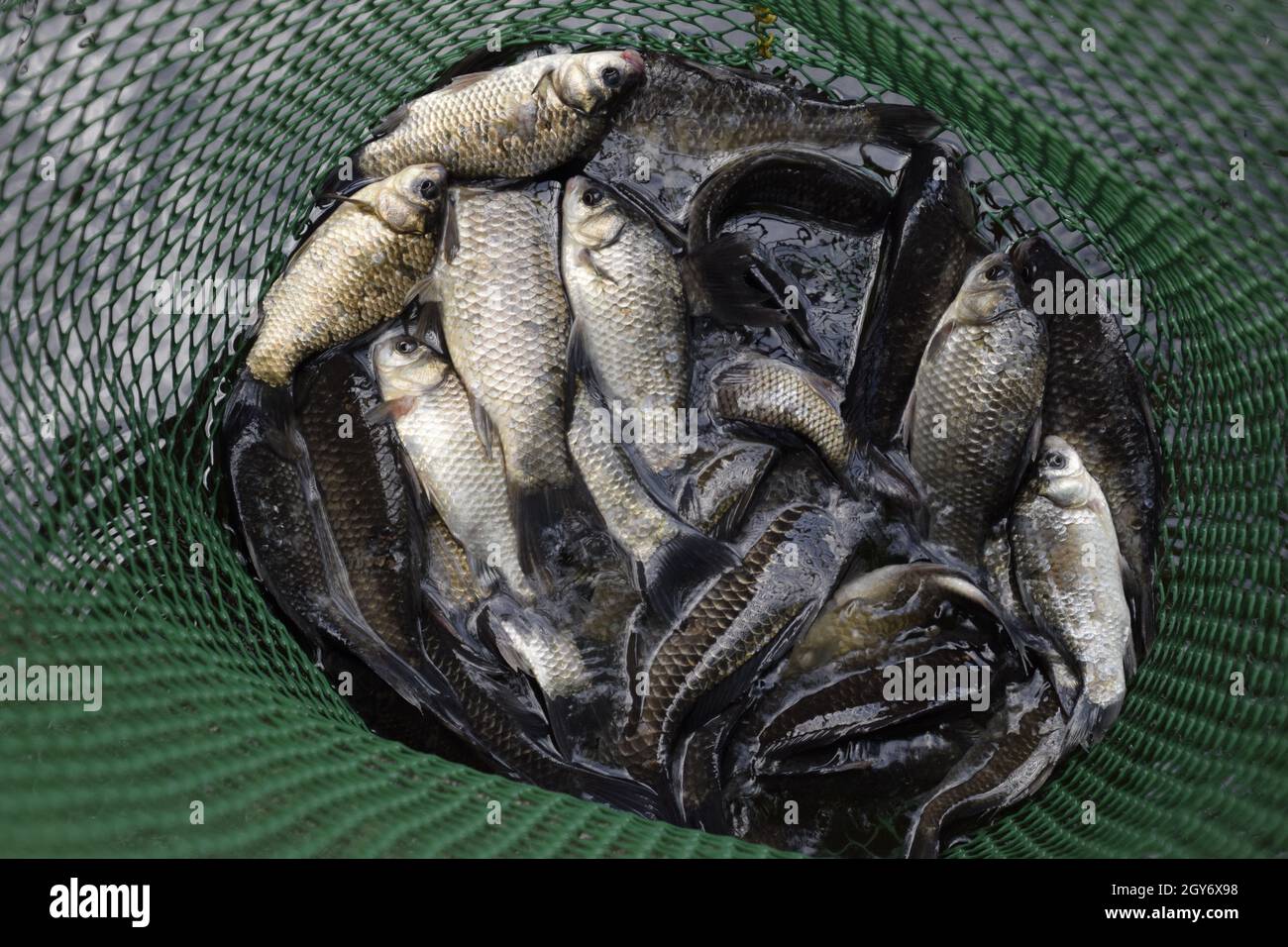 Fish In Grid River fish in a green plastic grid in a pond. Fish catch. Carp and carp ...
