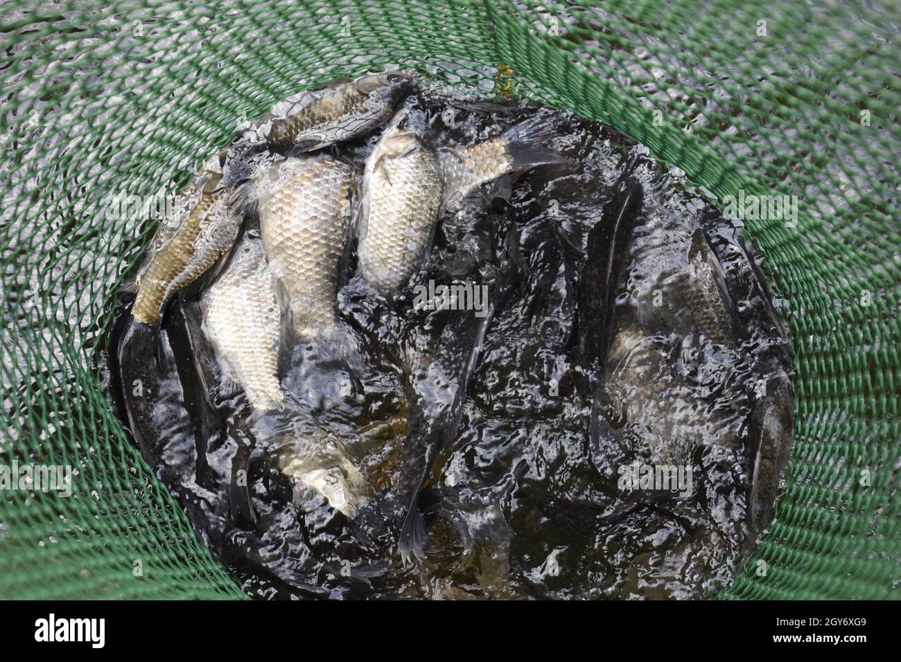 Fish In Grid River fish in a green plastic grid in a pond. Fish catch. Carp and carp ...