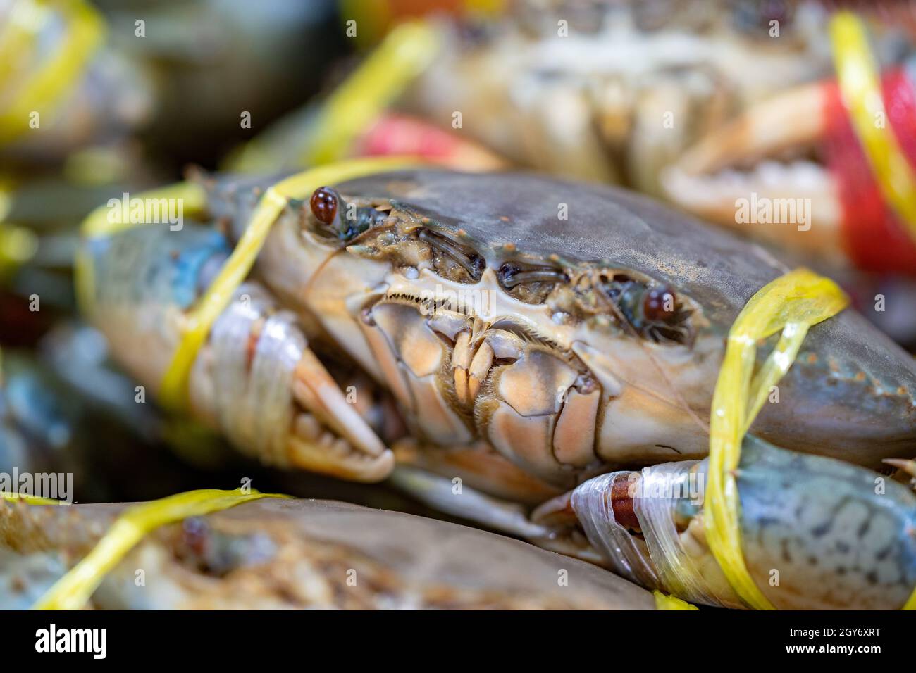Live Fresh Crab in the fresh Asia market for sale. Stock Photo