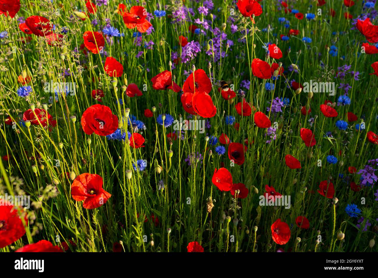 Luminous red poppy in a flower meadow. Natur background. Stock Photo
